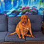 dog, sofa, cushion, wicker_furniture, indoor, backdrop, waterfalls, mountains, flowers, pink_flowers, blue_cushions, brown_dog, tongue_out, happy, pet, table, glass_tabletop, rug, patterned_rug, cozy