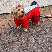 Noisette participe au concours pour gagner de l'argent avec cette photo : animal, bow, closeup, cute, daylight, dog, dog_clothing, fur, leash, outdoor, pavement, pavement_tiles, pet, red_outfit, sidewalk, small_dog, standing, walking, wall, window
