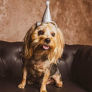 Noisette a rejoint le concours — aidez-le/la à gagner de superbes lots ! dog, party_hat, leather_couch, brown_background, small_dog, happy, tongue_out, pet, indoor, fur, animal, cute, portrait, celebration, canine, sitting, friendly, domestic, smiling, fluffy