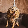 dog, party_hat, leather_couch, brown_background, small_dog, happy, tongue_out, pet, indoor, fur, animal, cute, portrait, celebration, canine, sitting, friendly, domestic, smiling, fluffy
