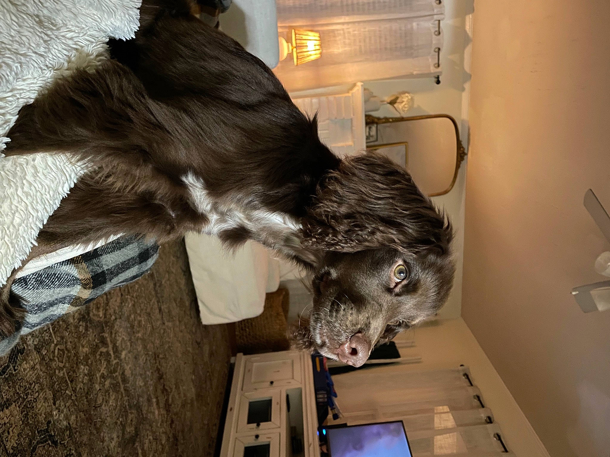 Rivers is registered to the contest to win money with this photo: canidae, carnivore, claw, companion_dog, dog_breed, domestic_short_haired_cat, felidae, fur, gas, laptop, small_to_medium_sized_cats, snout, sporting_group, tail, whiskers