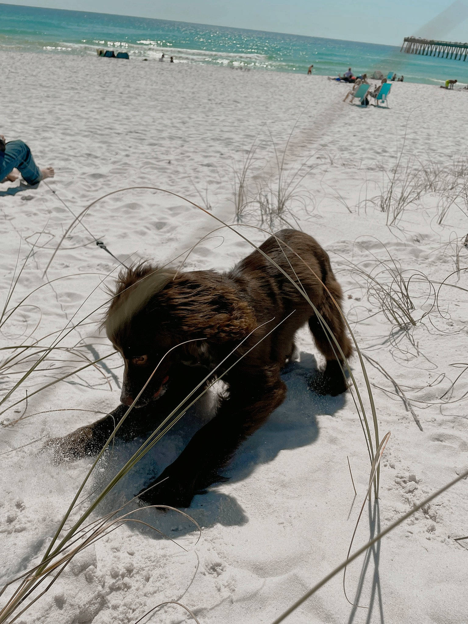 Rivers is registered to the contest to win money with this photo: beach, body_of_water, dog_breed, freezing, fur, landscape, ocean, recreation, sand, sky, snow, sporting_group, tail, terrestrial_animal, water, wildlife, wind_wave, winter, wood, working_animal