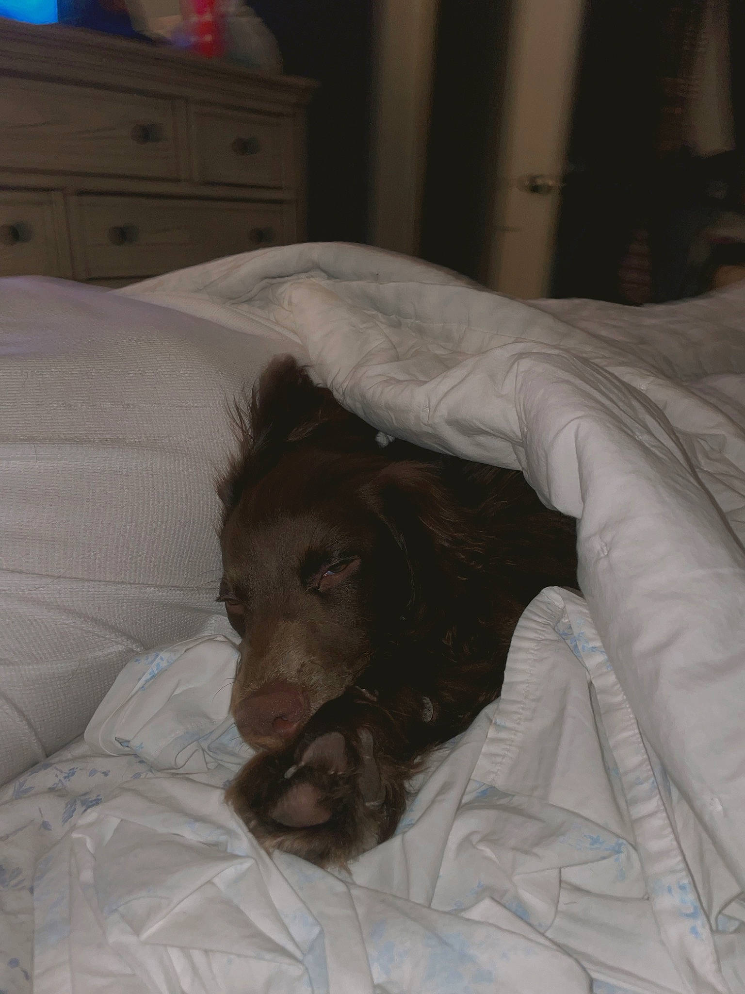 Rivers is registered to the contest to win money with this photo: bed, bedding, cabinetry, canidae, carnivore, comfort, companion_dog, dog_breed, drawer, duvet, felidae, fur, hospital, jaw, linens, room, small_to_medium_sized_cats, snout, sporting_group, whiskers