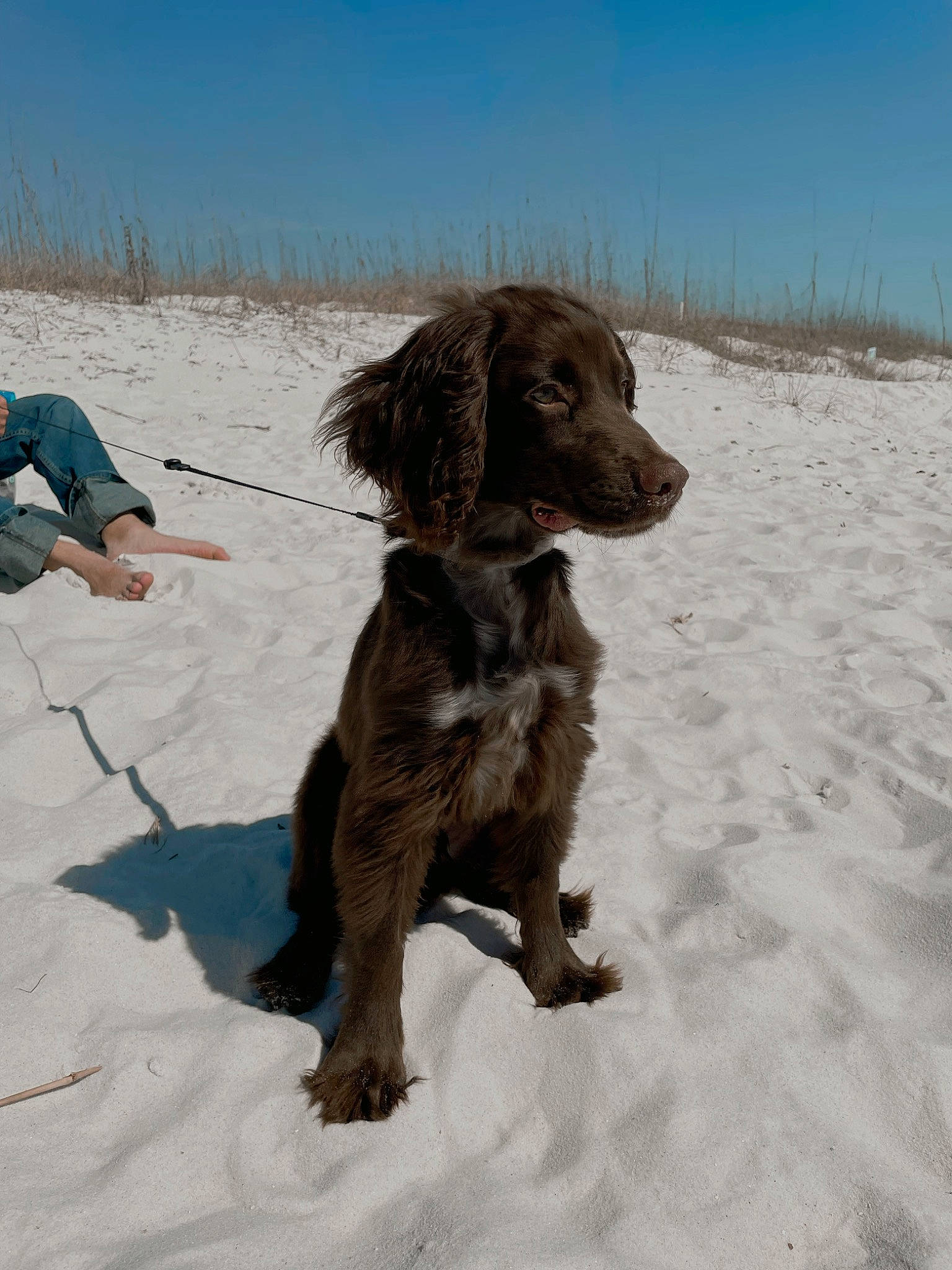 Rivers joined the competition — help win amazing prizes! canidae, carnivore, companion_dog, dog, dog_breed, dog_collar, fun, fur, gun_dog, hunting_dog, liver, pointing_breed, sky, slope, snow, sporting_group, walking, winter, working_animal