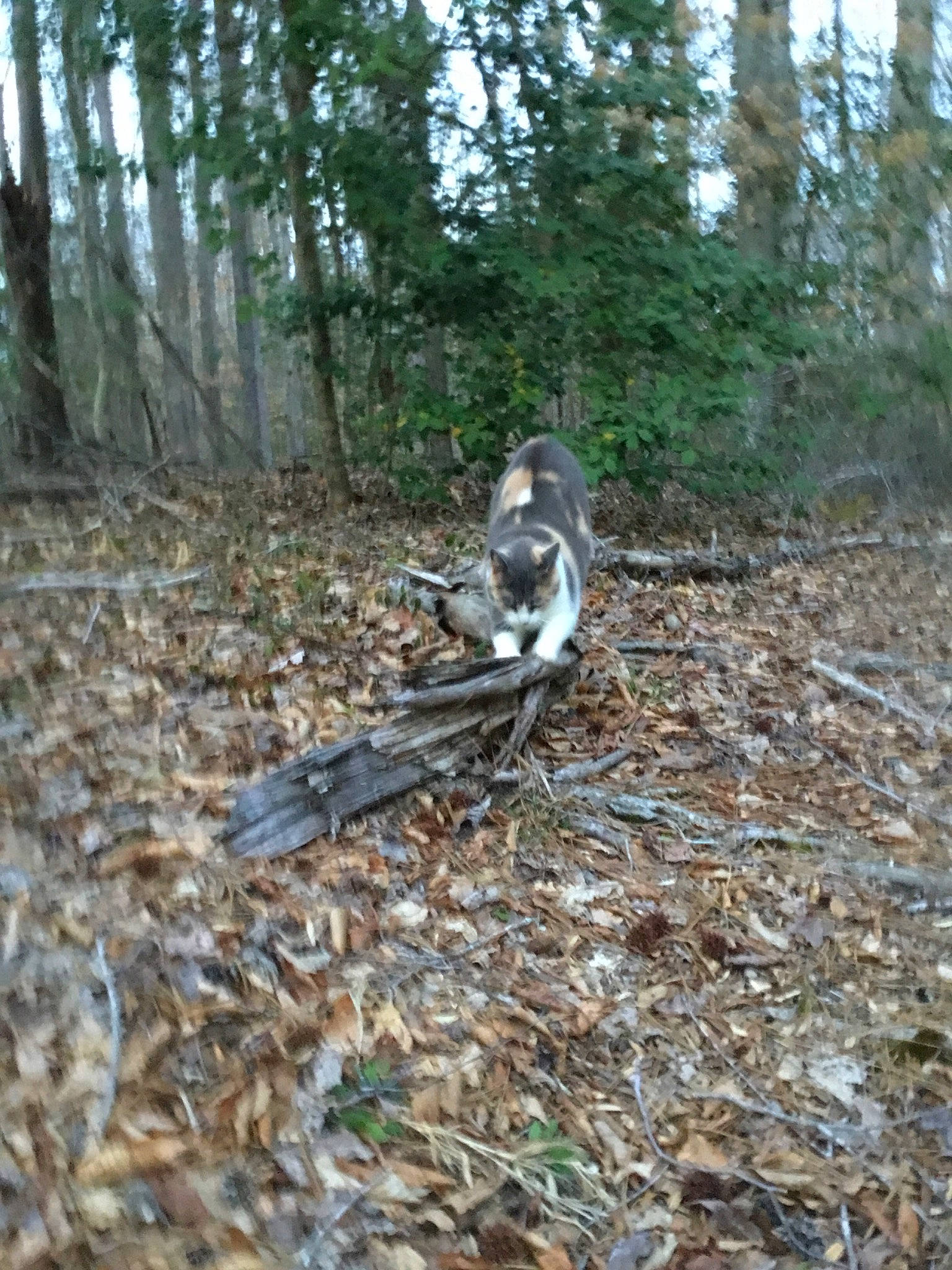 Sassy is registered to the contest to win money with this photo: forest, plant_community, woodland