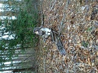 Sassy joined the competition — help win amazing prizes! bird, plant, tree