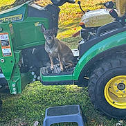 Angel joined the competition — help win amazing prizes! dog, tractor, john_deere, green, yard, grass, tree, step_stool, sunlight, outdoor, pet, animal, vehicle, parked, seat, wheel, metal, nature, farm, rural