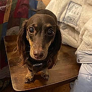Charlie joined the competition — help win amazing prizes! dachshund, dog, wooden_table, indoor, brown_dog, pet, curious, wide_eyes, furniture, blanket, jacket, floor, cozy, small_dog, domestic_animal, fur, looking_at_camera, standing, table_leg, house
