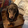 dachshund, dog, wooden_table, indoor, brown_dog, pet, curious, wide_eyes, furniture, blanket, jacket, floor, cozy, small_dog, domestic_animal, fur, looking_at_camera, standing, table_leg, house