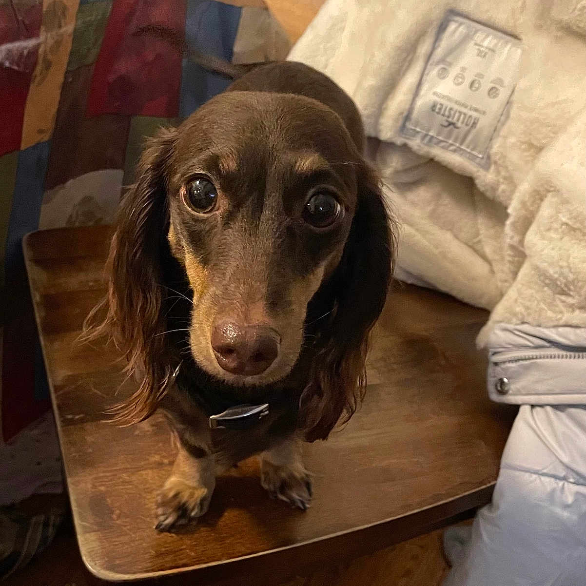 Charlie joined the competition — help win amazing prizes! dachshund, dog, wooden_table, indoor, brown_dog, pet, curious, wide_eyes, furniture, blanket, jacket, floor, cozy, small_dog, domestic_animal, fur, looking_at_camera, standing, table_leg, house