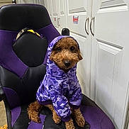Tucker joined the competition — help win amazing prizes! dog, puppy, clothing, hoodie, purple, camouflage, chair, indoor, pet, cute, sitting, furniture, canine, animal, cozy, portrait, looking, brown_fur, small_dog, casual