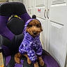 dog, puppy, clothing, hoodie, purple, camouflage, chair, indoor, pet, cute, sitting, furniture, canine, animal, cozy, portrait, looking, brown_fur, small_dog, casual