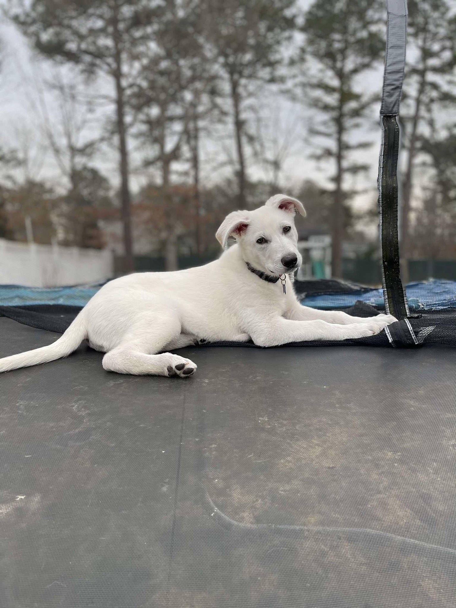 Bingo is registered to the contest to win money with this photo: asphalt, carnivore, collar, companion_dog, dog, dog_breed, dog_collar, fawn, grey, plant, road, road_surface, sky, snout, sporting_group, tail, tire, tree, wood, working_animal