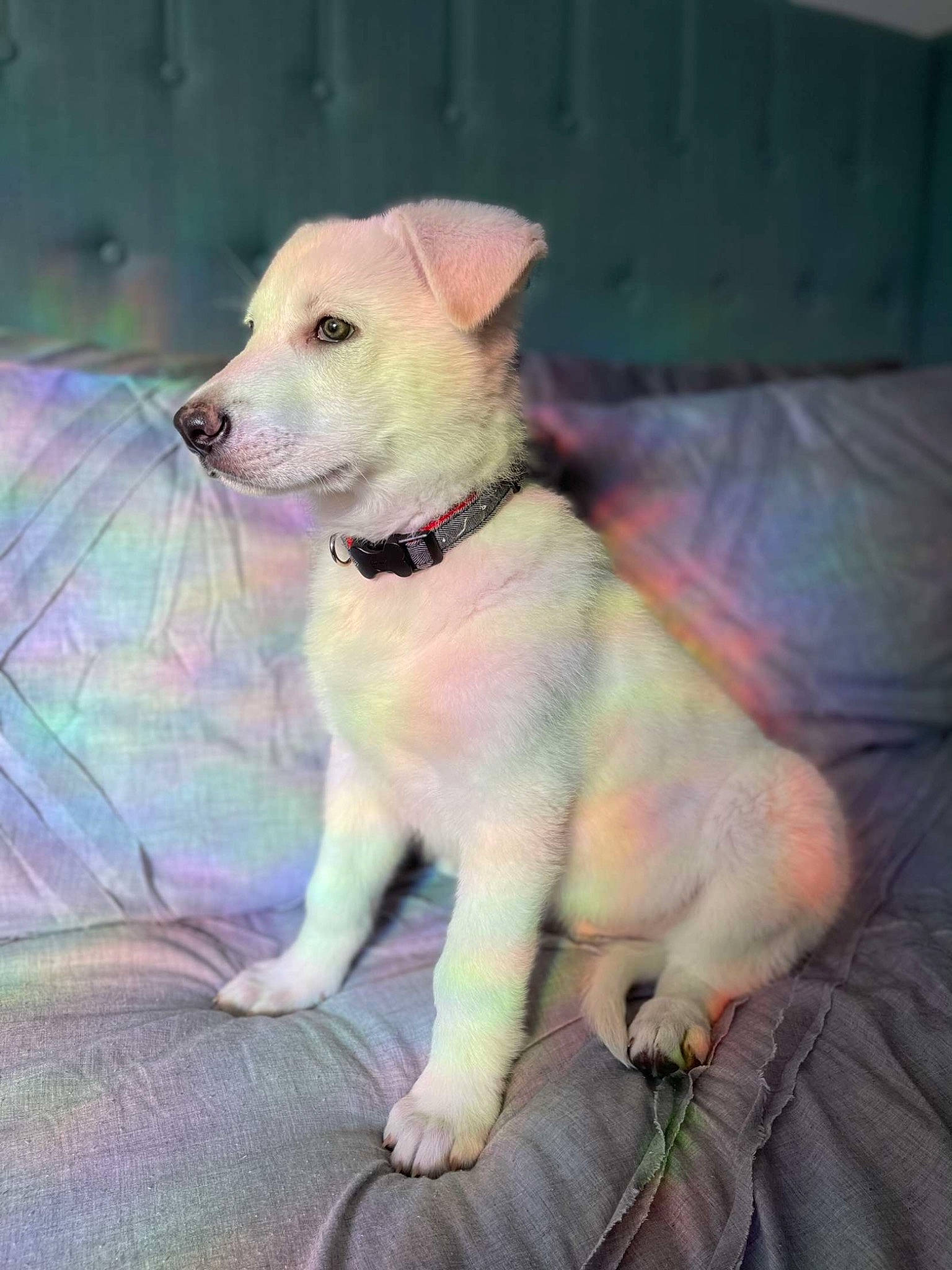 Bingo joined the competition — help win amazing prizes! canidae, carnivore, collar, companion_dog, couch, dog, dog_breed, dog_collar, dog_supply, fawn, fur, linens, paw, pet_supply, snout, sporting_group, tail, whiskers, working_animal, working_terrier