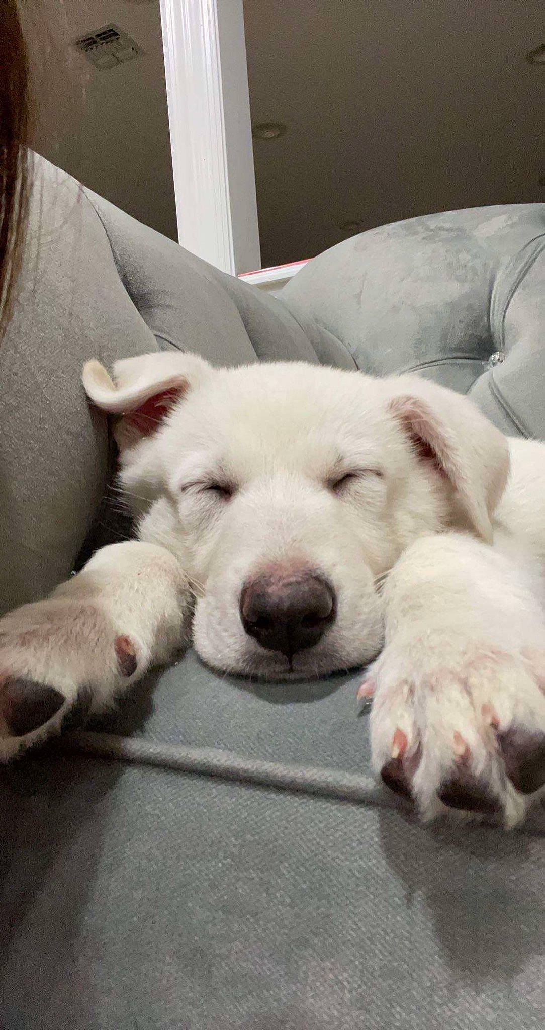 Bingo joined the competition — help win amazing prizes! bedding, carnivore, comfort, companion_dog, couch, dog, dog_breed, eye, fawn, flooring, foot, fur, linens, paw, selfie, sporting_group, tail, terrestrial_animal, whiskers, working_animal