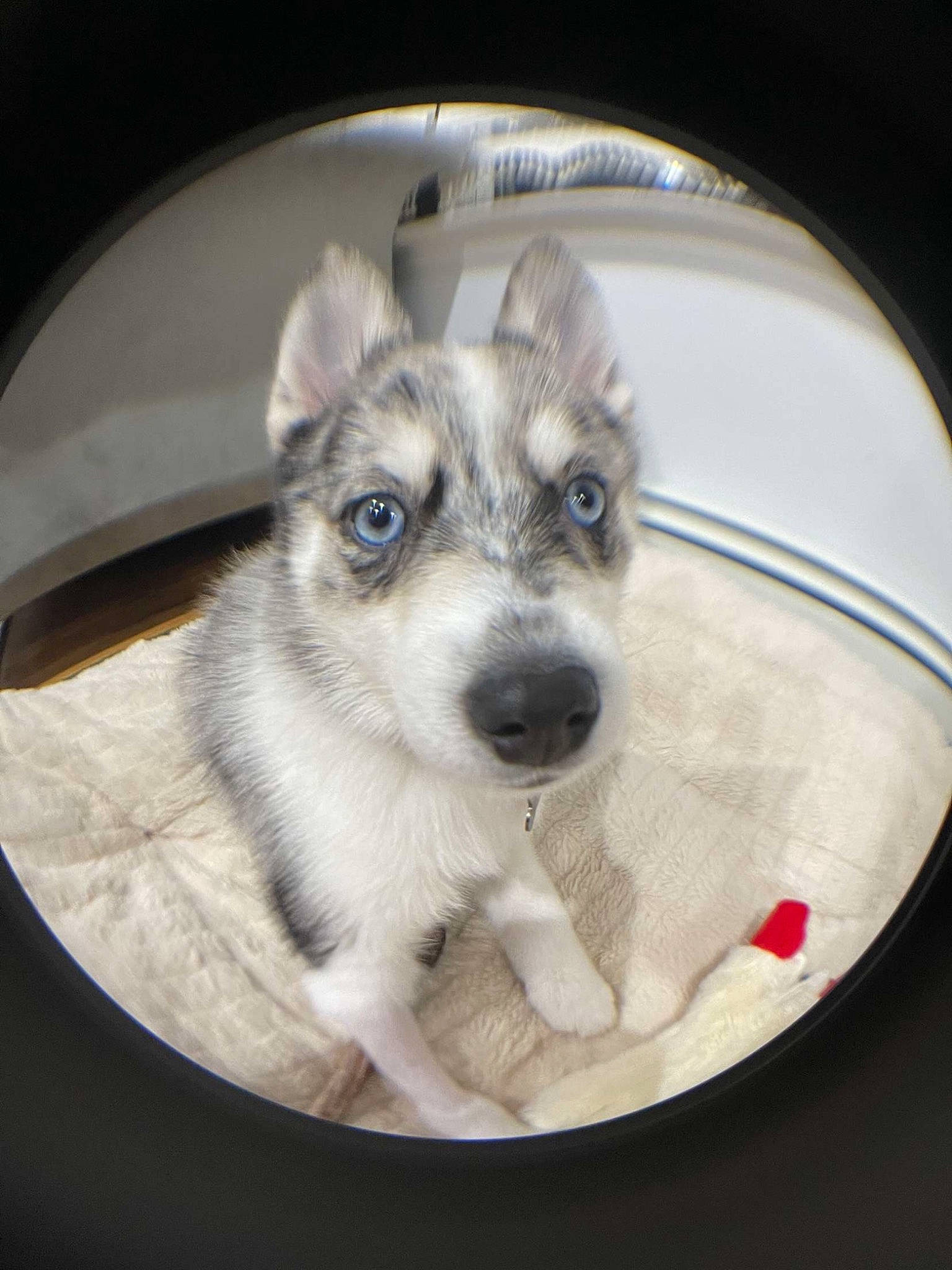 Skye joined the competition — help win amazing prizes! carnivore, circle, companion_dog, dishware, dog, dog_bed, dog_breed, dog_supply, fur, paw, pet_supply, serveware, snout, sporting_group, tableware, terrestrial_animal, toy_dog, whiskers, working_animal, working_dog