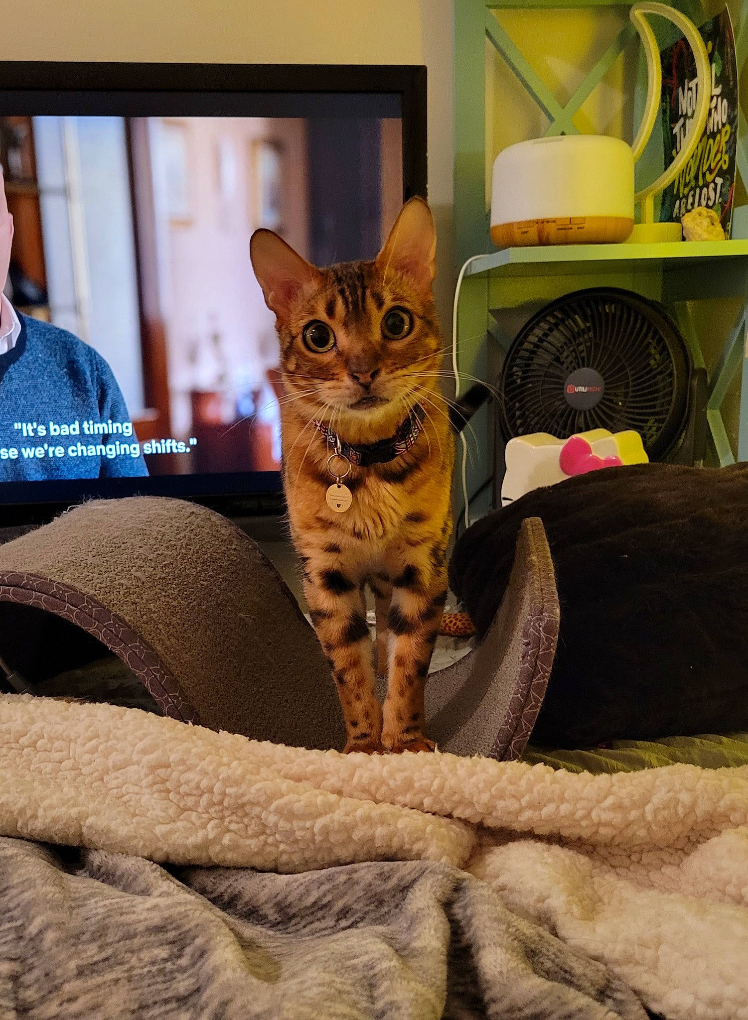 Jasper joined the competition — help win amazing prizes! carnivore, cat, cat_furniture, cat_supply, comfort, couch, domestic_short_haired_cat, fawn, felidae, fur, linens, living_room, paw, room, sitting, small_to_medium_sized_cats, tail, tree, whiskers, wildlife