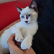 Bounthy a rejoint le concours — aidez-le/la à gagner de superbes lots ! animal, blue_eyes, cat, closeup, comfort, couch, cute, domestic_cat, feline, fur, hand, holding, indoor, kitten, person, pet, relaxation, resting, white_cat, young