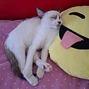 Bounthy participe au concours pour gagner de l'argent avec cette photo : kitten, sleeping, cat, bed, pillow, emoji, yellow, purple, polka_dot, cute, resting, indoor, feline, animal, cozy, soft, small, pet, comfort, relaxation