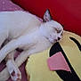 cat, kitten, sleeping, resting, pillow, emoji_pillow, pink_blanket, polka_dots, red_background, indoor, cute, pet, feline, cozy, relaxed, soft_texture, animal, whiskers, closed_eyes, fur
