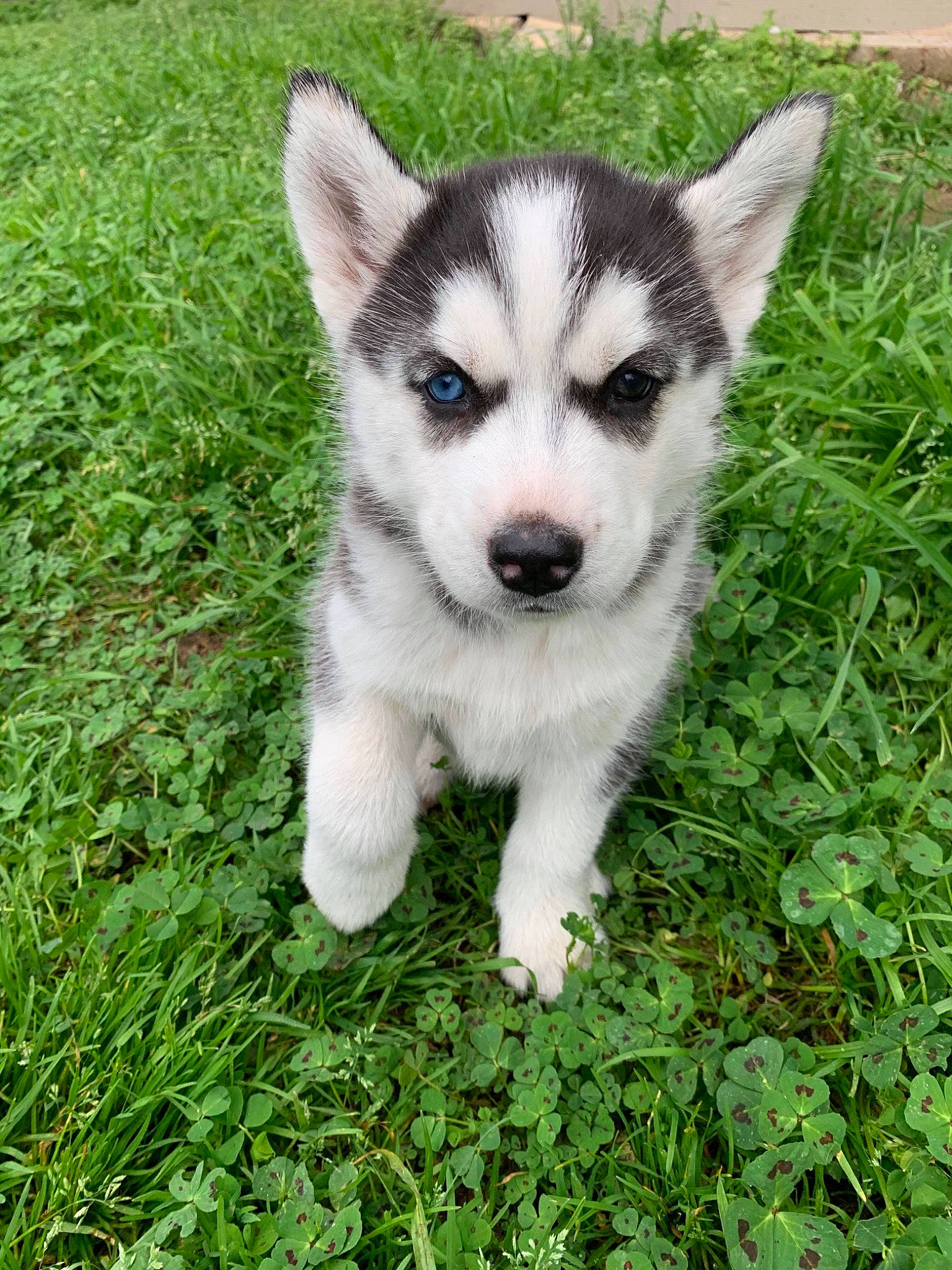 Luna is registered to the contest to win money with this photo: alaskan_klee_kai, alaskan_malamute, canadian_eskimo_dog, canidae, carnivore, dog, dog_breed, greenland_dog, mammal, miniature_siberian_husky, native_american_indian_dog, northern_inuit_dog, puppy, saarloos_wolfdog, sakhalin_husky, siberian_husky, sled_dog, tamaskan_dog, vertebrate, wolfdog