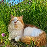 cat, orange_and_white_cat, fluffy_cat, garden, green_grass, purple_flowers, sunlight, outdoor, nature, pet, animal, relaxed, lying_down, plants, summer, daylight, cute, feline, wildlife, flora