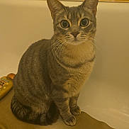 Nova is registered to the contest to win money with this photo: alone, animal, bath_mat, bathroom, bathtub, cat, curious, domestic_animal, ears, eyes, fur, indoor, looking_at_camera, pet, quiet, sitting, striped, tabby_cat, tail, whiskers