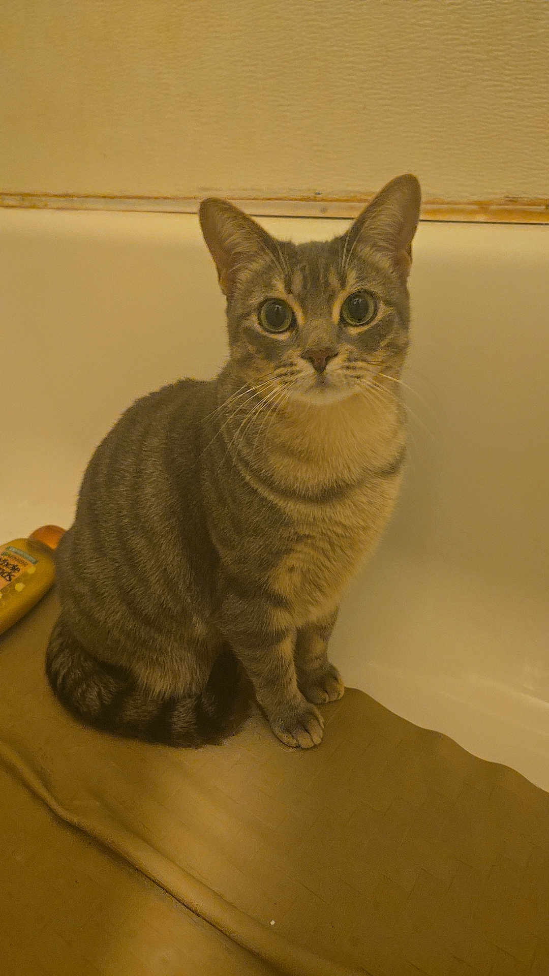Nova