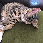 Astro a rejoint le concours — aidez-le/la à gagner de superbes lots ! kitten, cat, sleeping, tabby, couch, green_cushion, fur, pet, animal, relaxing, indoor, cozy, leather, paw, whiskers, cute, nap, domestic_cat, resting, feline