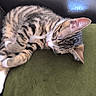animal, cat, couch, cozy, cute, domestic_cat, feline, fur, green_cushion, indoor, kitten, leather, nap, paw, pet, relaxing, resting, sleeping, tabby, whiskers