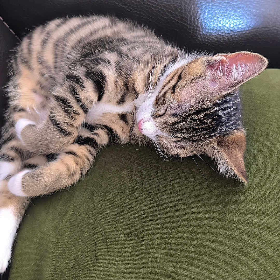 Astro