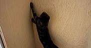 Chip joined the competition — help win amazing prizes! animal, cat, climbing, corner, curious, feline, hind_legs, indoor, light, paws, pet, shadow, small_space, standing, stretching, tabby, texture, vertical, wood, woodgrain