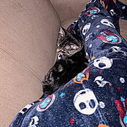 Chip is registered to the contest to win money with this photo: animal, black, brown, cat, comfort, couch, cozy, fabric, feline, home, indoor, pajamas, patterned_clothing, pet, relaxing, resting, seated, skull_pattern, tabby_cat, texture