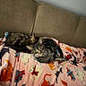 Chip is registered to the contest to win money with this photo: animal, blanket, cat, comfort, couch, cozy, cute, domestic_animal, feline, fur, home, indoor, pet, relaxed, resting, sleeping, snuggling, soft, striped, tabby_cat