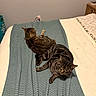 animal, bed, blanket, blue_blanket, cat, cozy, curled_up, cute, domestic_animal, feline, fur, furniture, home, indoor, pet, relaxing, resting, sleeping, striped_cat, tabby_cat