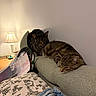 animal, cat, couch, cozy, domestic_animal, fabric, feline, furniture, home, indoor, lamp, papers, pets, quiet, relaxing, resting, sleeping, sofa, tabby_cat, table