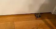Toffee joined the competition — help win amazing prizes! animal, cat_paw, close_up, curious, door, feline, floorboard, flooring, hidden, home, indoor, mystery, peek, pet, quiet, shadow, single_paw, white_door, wood, wood_floor