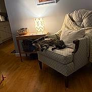Toffee is registered to the contest to win money with this photo: armchair, blanket, cat, cozy, cushion, feather_toy, floor_rug, home_decor, indoor, knitted_blanket, lamp, lighting, living_room, picture_frame, playful, relaxed, side_table, tabby_cat, wall, wooden_floor
