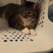 Tobie is registered to the contest to win money with this photo: cat, tabby, white_paws, laundry_basket, holes, towel, indoor, pet, curious, relaxed, feline, whiskers, striped, domestic_cat, resting, closeup, fur, animal, basket, cozy