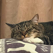 Tobie joined the competition — help win amazing prizes! animal_silhouette, blanket, calm, cat, close_up, cozy, cute, feline, fur, indoor, pattern, paw, peaceful, pet, relaxation, resting, sleeping, tabby, whiskers, wood_background