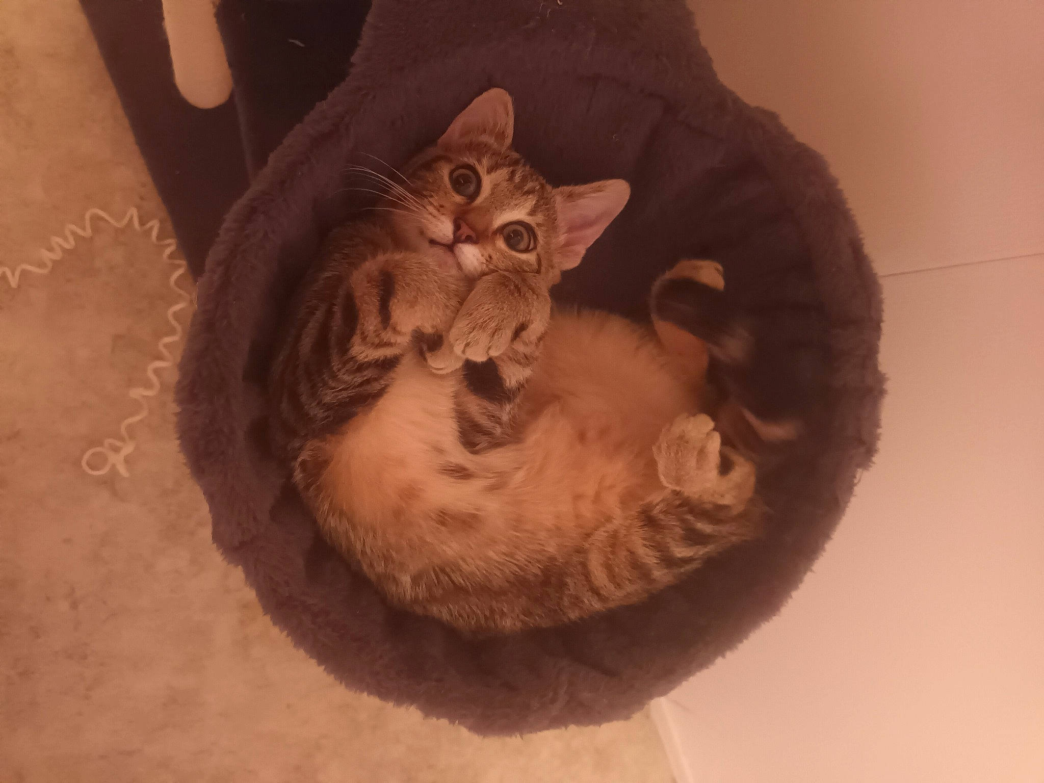 Arsouille a rejoint le concours — aidez-le/la à gagner de superbes lots ! art, artifact, carnivore, carving, cat, cat_bed, clay, domestic_short_haired_cat, felidae, fur, jaw, metal, paw, sculpture, small_to_medium_sized_cats, snout, terrestrial_animal, visual_arts, whiskers, wood