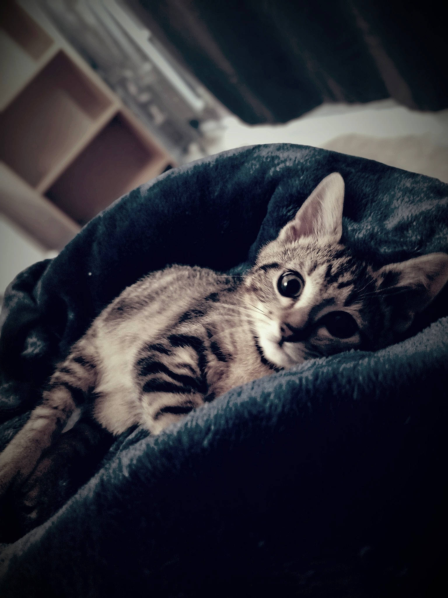 Arsouille participe au concours pour gagner de l'argent avec cette photo : carnivore, cat, cloud, comfort, darkness, domestic_short_haired_cat, eye, felidae, fur, grey, mammal, meteorological_phenomenon, mountain, paw, sky, small_to_medium_sized_cats, snout, tree, whiskers, wood