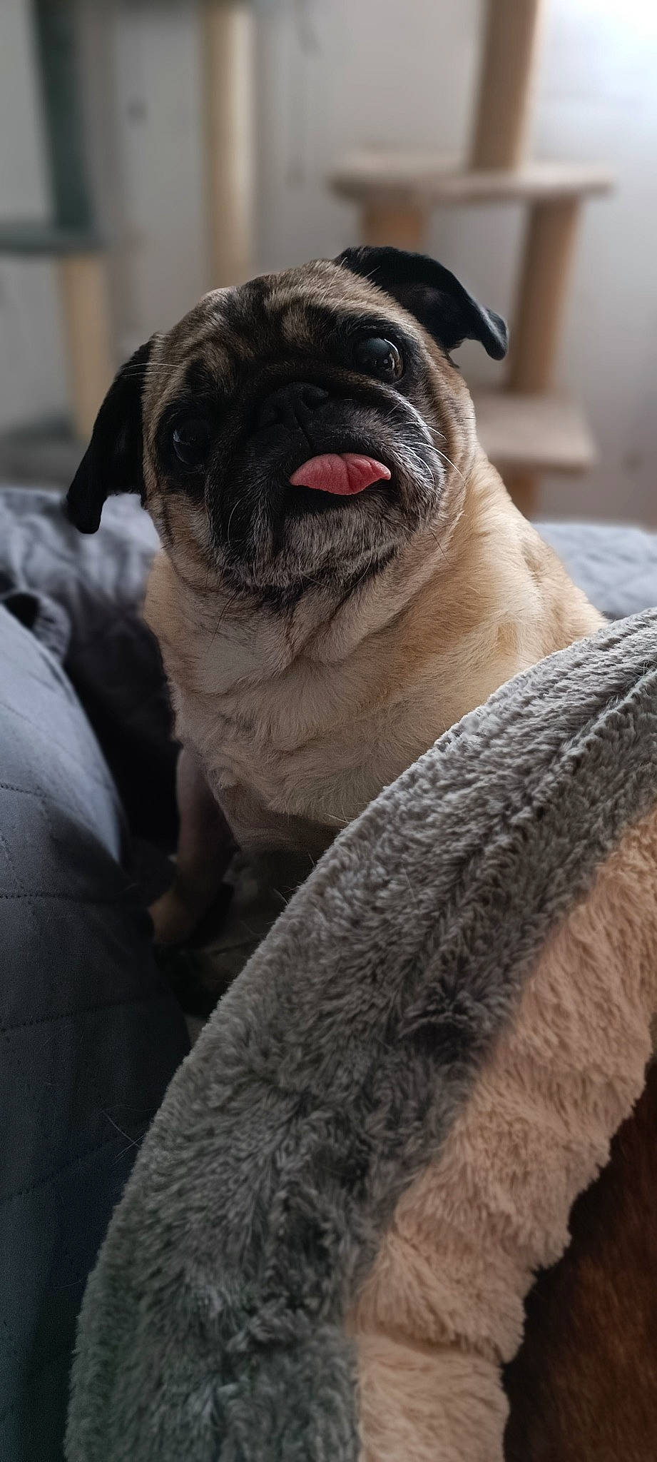 Ilona a rejoint le concours — aidez-le/la à gagner de superbes lots ! ancient_dog_breeds, canidae, carnivore, companion_dog, dog, dog_breed, fawn, fur, grey, non_sporting_group, pug, puppy, snout, sporting_group, terrestrial_animal, toy_dog, whiskers, working_animal, wrinkle