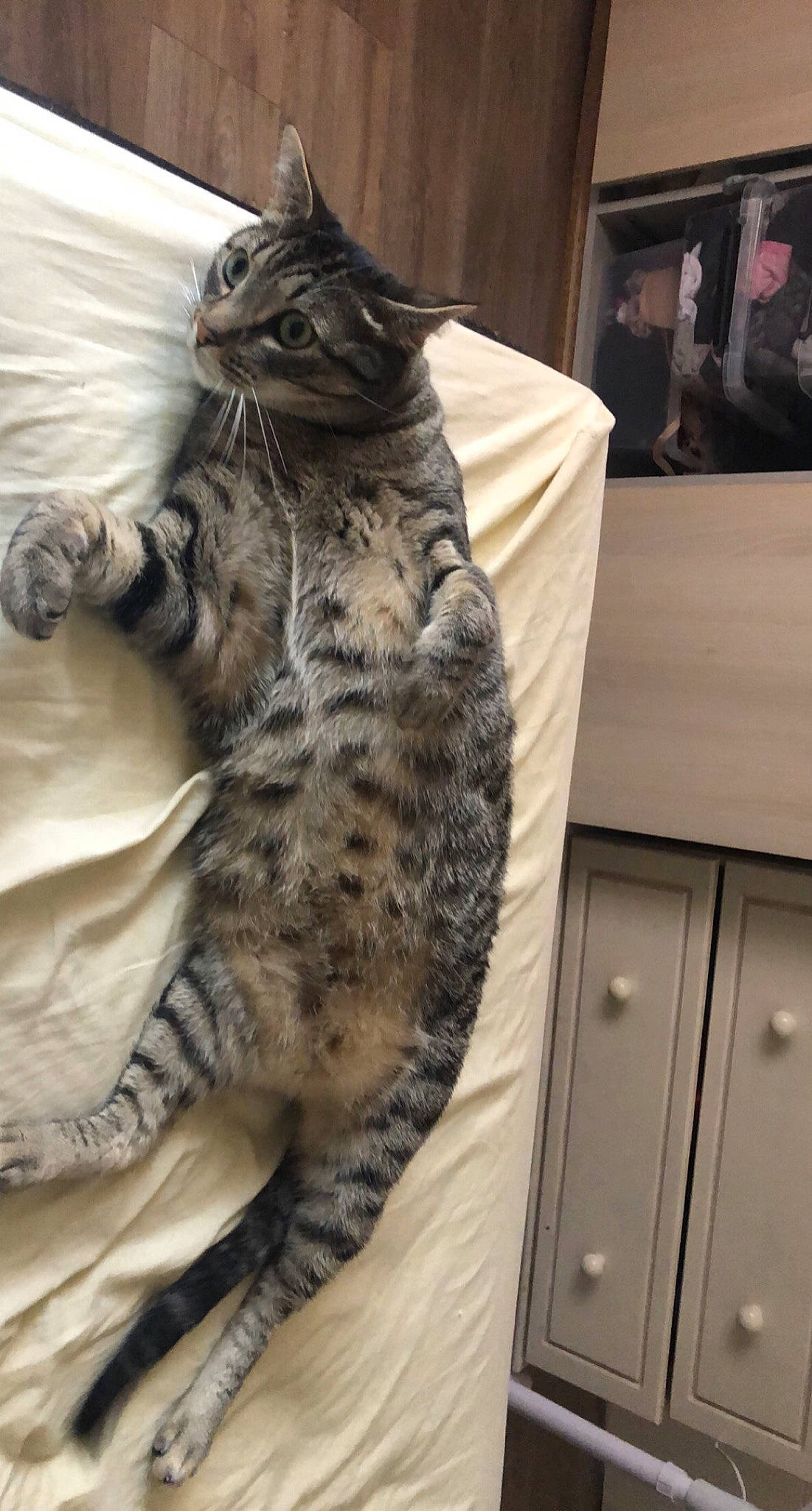 Niska a rejoint le concours — aidez-le/la à gagner de superbes lots ! cabinetry, carnivore, cat, comfort, cupboard, domestic_short_haired_cat, drawer, felidae, fur, grey, pattern, paw, picture_frame, small_to_medium_sized_cats, snout, tail, terrestrial_animal, whiskers