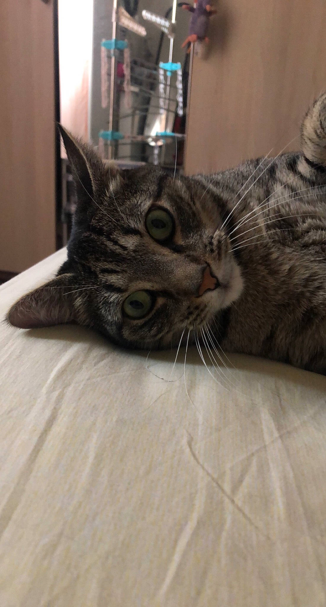 Niska participe au concours pour gagner de l'argent avec cette photo : bottle, carnivore, cat, claw, comfort, domestic_short_haired_cat, felidae, flooring, fur, grey, paw, small_to_medium_sized_cats, snout, tail, whiskers, wood