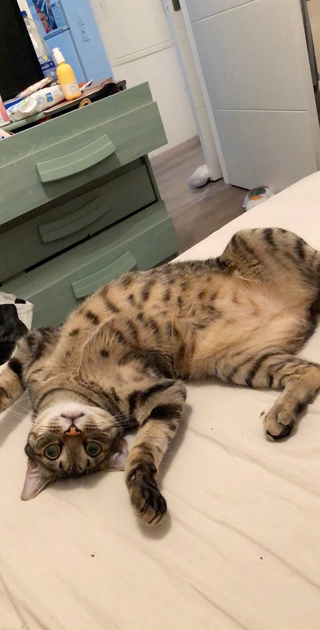 Niska a rejoint le concours — aidez-le/la à gagner de superbes lots ! big_cats, carnivore, cat, claw, comfort, domestic_short_haired_cat, felidae, fur, nap, paw, room, sleep, small_to_medium_sized_cats, snout, tail, terrestrial_animal, whiskers, wildlife