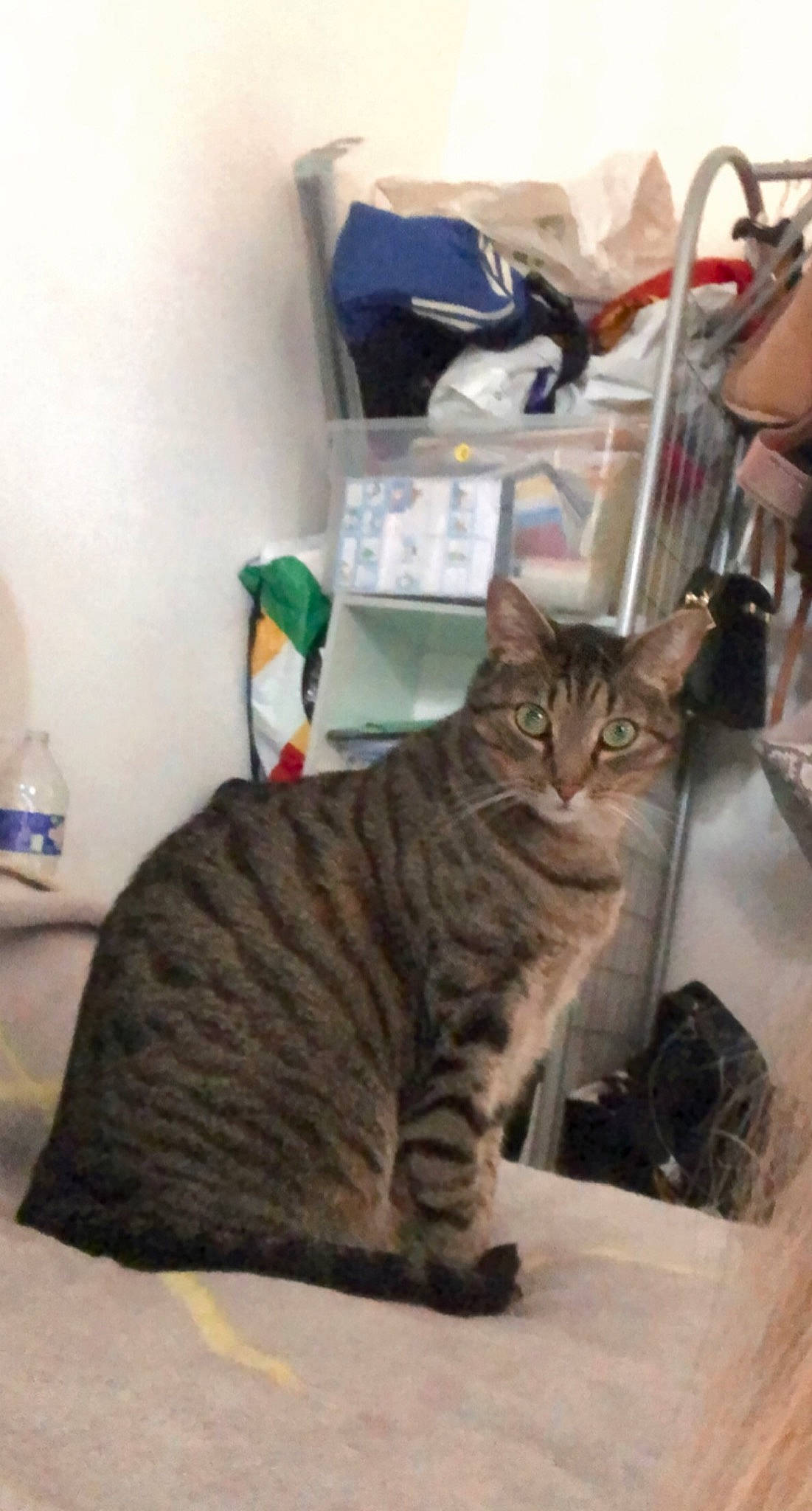 Niska participe au concours pour gagner de l'argent avec cette photo : box, carnivore, cat, comfort, domestic_short_haired_cat, felidae, fur, room, sitting, small_to_medium_sized_cats, snout, tail, terrestrial_animal, whiskers