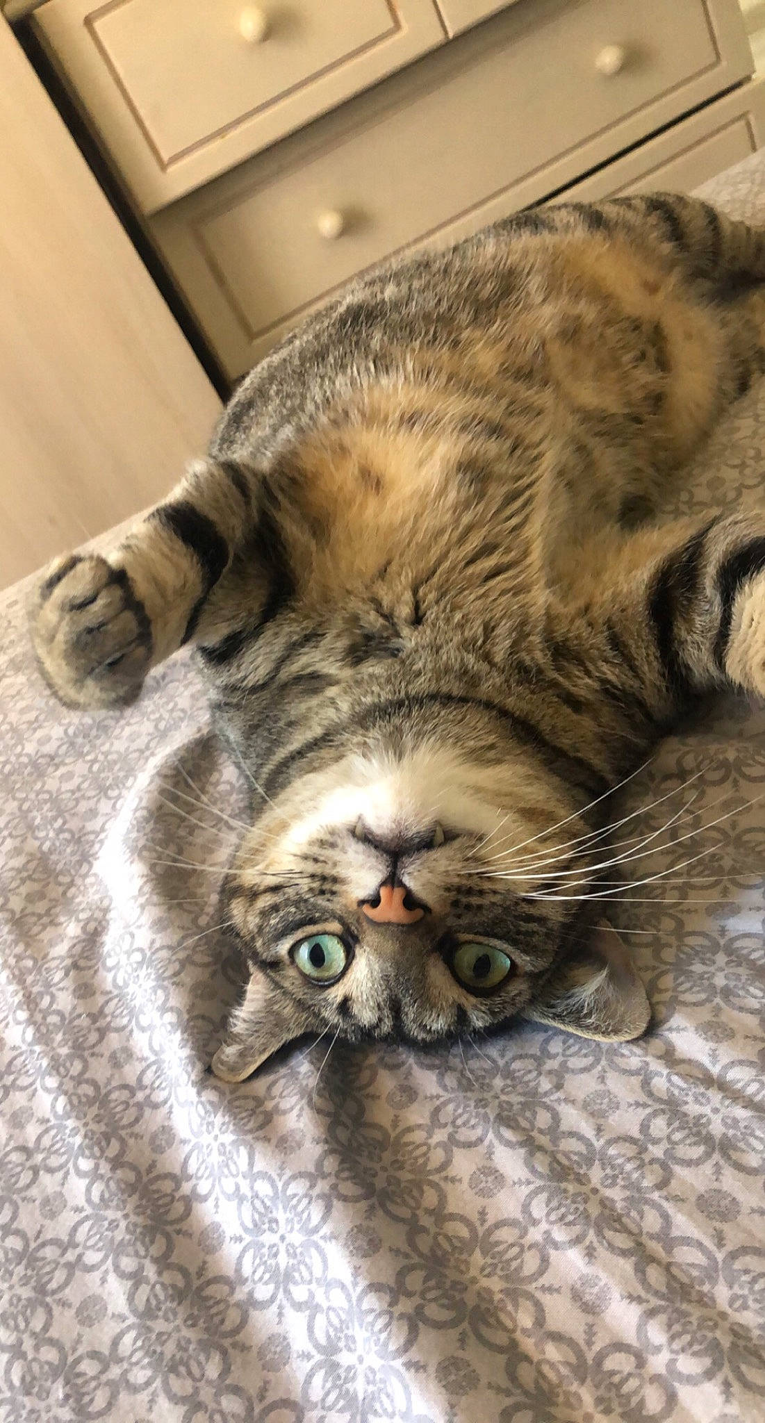 Niska a rejoint le concours — aidez-le/la à gagner de superbes lots ! carnivore, cat, close_up, comfort, domestic_short_haired_cat, eye, fawn, felidae, fur, head, mammal, nap, paw, sleep, small_to_medium_sized_cats, snout, terrestrial_animal, vertebrate, whiskers, wildlife