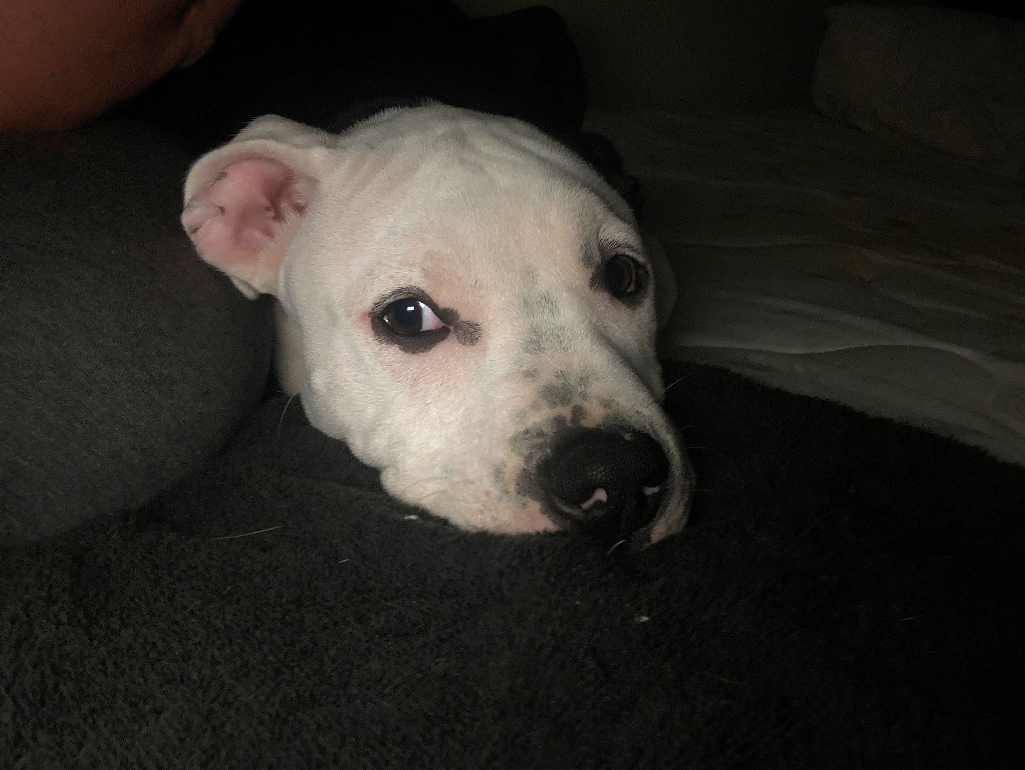 Hemi is registered to the contest to win money with this photo: bull_and_terrier, canidae, carnivore, companion_dog, dog, dog_breed, dogo_argentino, dogo_guatemalteco, english_white_terrier, fawn, mammal, non_sporting_group, nose, rare_breed_dog, snout, vertebrate