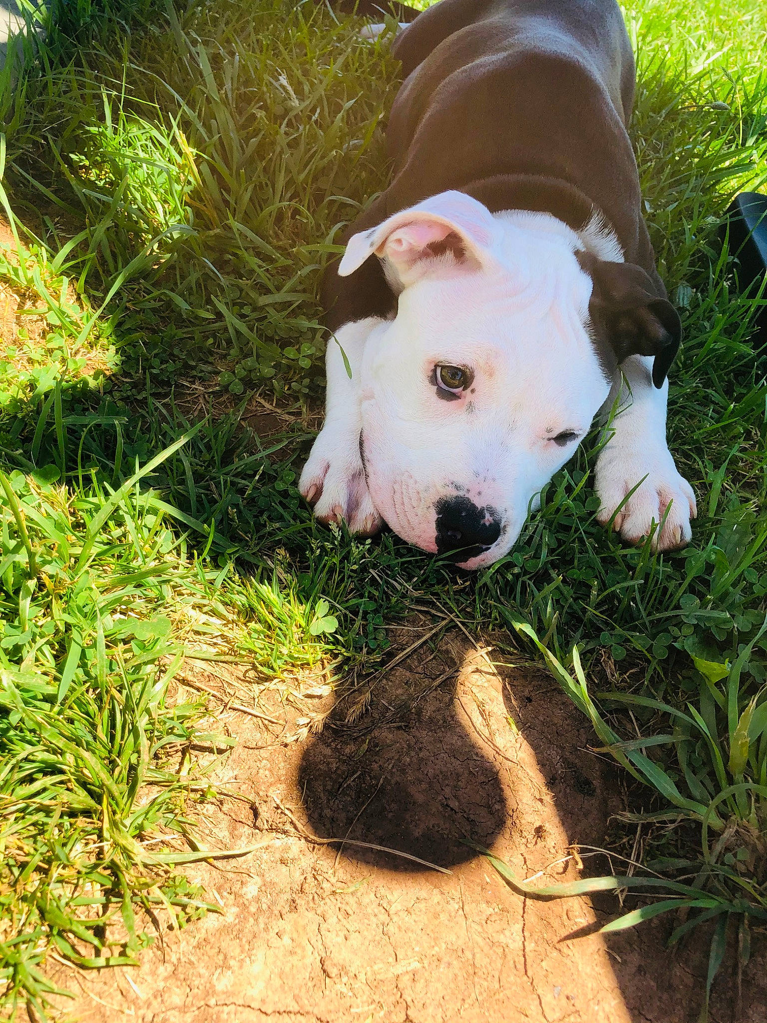 Hemi joined the competition — help win amazing prizes! american_bulldog, american_pit_bull_terrier, american_staffordshire_terrier, canidae, carnivore, companion_dog, dog, dog_breed, dogo_argentino, dogo_guatemalteco, grass, mammal, non_sporting_group, nose, pit_bull, plant, puppy, snout, staffordshire_bull_terrier, vertebrate